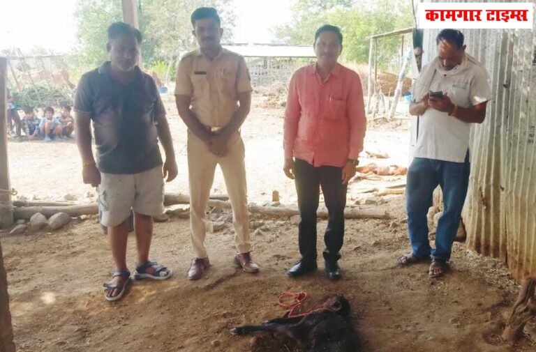 बिबट्याने केली दोन वासरांची शिकार