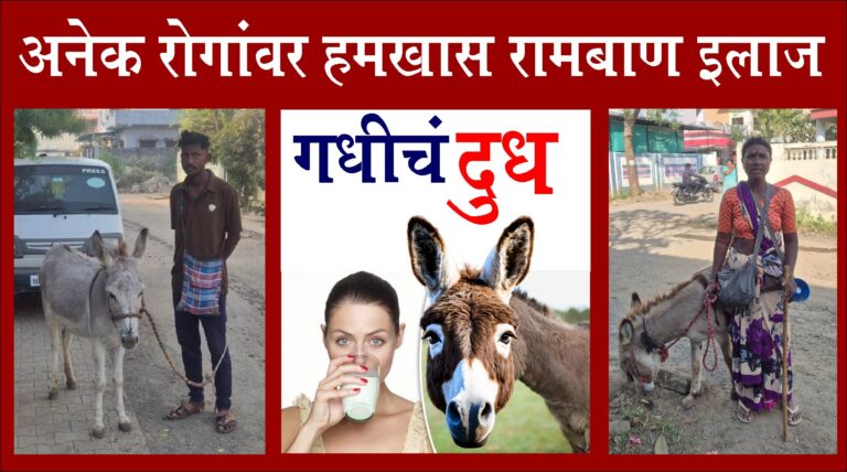 १२ हजार रुपये प्रतिलिटर गधीचे दूध!