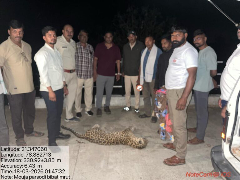 महाराष्ट्रात पाच वर्षांत ६७५ बिबट्यांचा मृत्यू; १९८ रस्ते अपघातात ठार