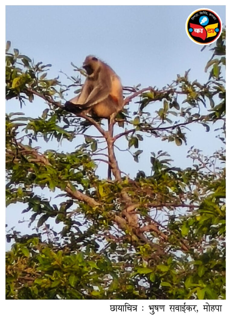 झाडाच्या शेंड्यावर निवांत विसावलेला ‘वनपाहुणा’