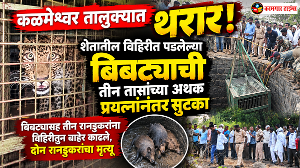 कळमेश्वर तालुक्यात थरार! शेतातील विहिरीत पडलेल्या बिबट्याची तीन तासांच्या अथक प्रयत्नांनंतर सुटका